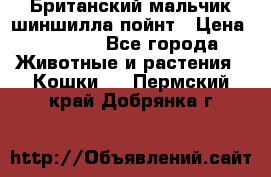 Британский мальчик шиншилла-пойнт › Цена ­ 5 000 - Все города Животные и растения » Кошки   . Пермский край,Добрянка г.